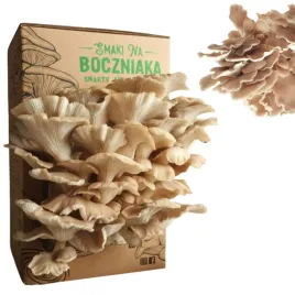 domowa-uprawa-grzybow-boczniak-lyzkowaty-howdowla-zywa-grzybnia-boczniaka