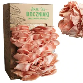 grzybnia-boczniak-sakura-domowa-uprawa-boczniaka-gotowy-zestaw-do-hodowli