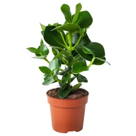 kluzja-rozowa-12-cm-roslina-doniczkowa-do-wnetrz-clusia