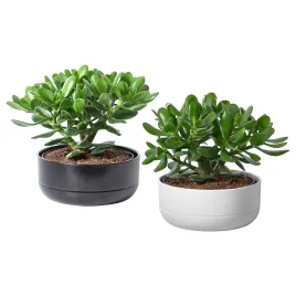 crassula-ovata-drzewko-pieniedzy-22-cm-doniczka-zielona