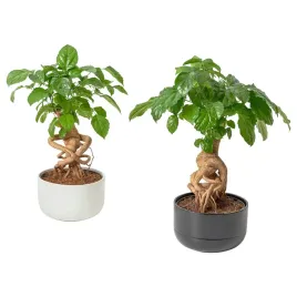 radermachera-roslina-doniczkowa-lalka-chinska-14-cm