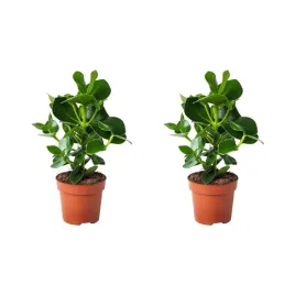 2-szt-kluzja-rozowa-12-cm-roslina-doniczkowa-do-wnetrz-clusia