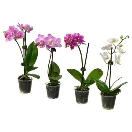phalaenopsis-roslina-doniczkowa-orchidea-rozne-kolory-6-cm