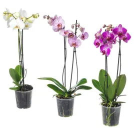 orchidea-phalaenopsis-2-lodygi-60-cm-roslina-doniczkowa