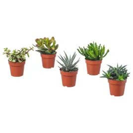 sukulent-roslina-doniczkowa-9-cm-latwa-w-pielegnacji-succulent