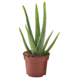 aloes-vera-roslina-doniczkowa-35-cm-latwa-pielegnacja-aloehome