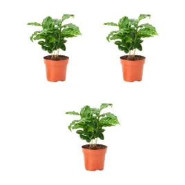 3-szt-coffea-arabica-roslina-doniczkowa-kawa-20-cm-coffea