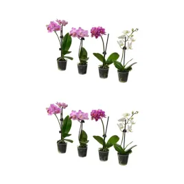 2-szt-phalaenopsis-roslina-doniczkowa-orchidea-rozne-kolory-6-cm