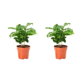 2-szt-coffea-arabica-roslina-doniczkowa-kawa-20-cm-coffea