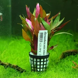 alternanthera-reineckii-mini-rosliny-do-akwarium