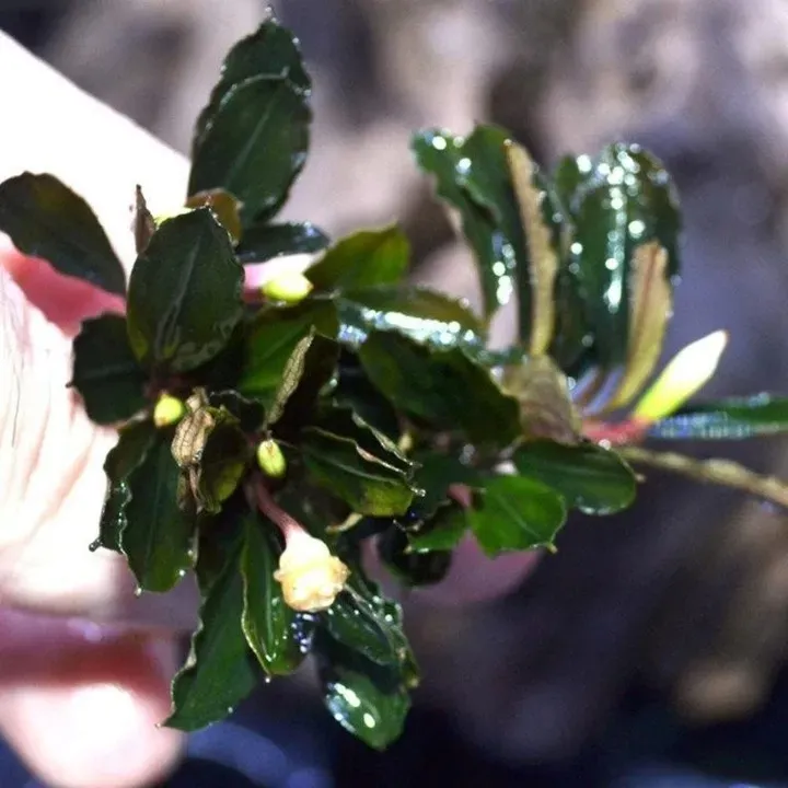 bucephalandra-mini-red