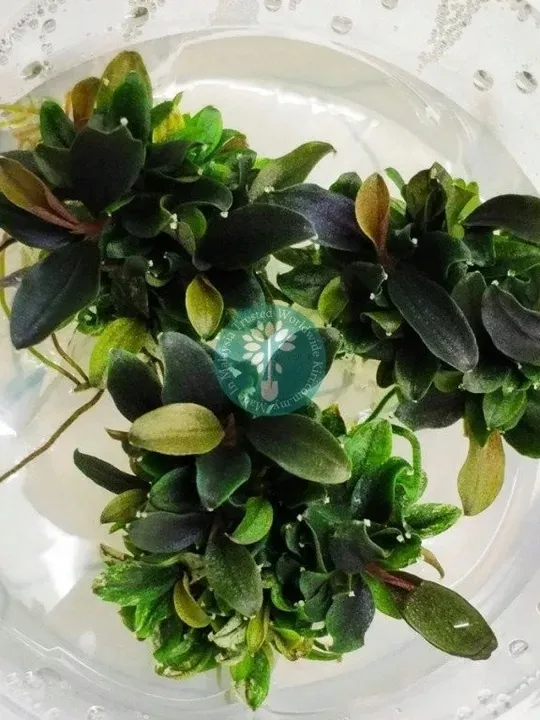 bucephalandra-mini-red