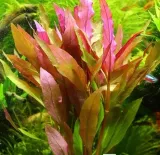 alternanthera-splendida-xxl-rosliny-do-akwarium-stan-nowy