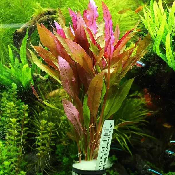 alternanthera-splendida-xxl-rosliny-do-akwarium-marka-inna