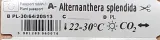 alternanthera-splendida-xxl-rosliny-do-akwarium-typ-zaworu-inny