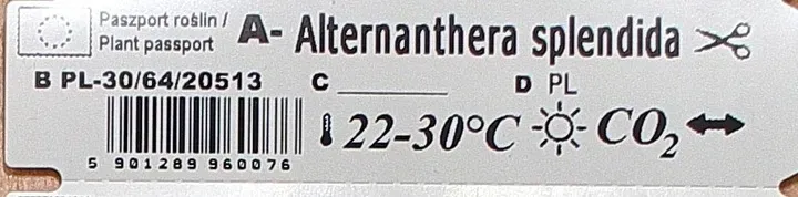 alternanthera-splendida-xxl-rosliny-do-akwarium
