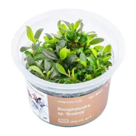 bucephalandra-sp-brownie-roslina-in-vitro-5cm