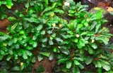bucephalandra-sintang-koszyk-holandia-o-55-cm-marka-inna