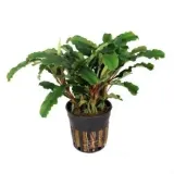 bucephalandra-sintang-koszyk-holandia-o-55-cm-typ-zaworu-inny