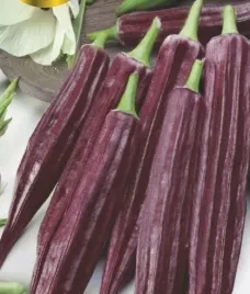 nasiona-kolekcjonerskie-352-okra-burgundy