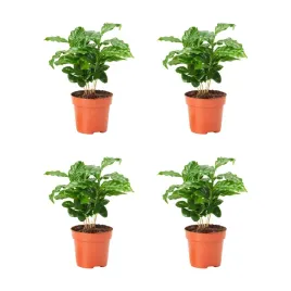 4-szt-coffea-arabica-roslina-doniczkowa-kawa-20-cm-coffea