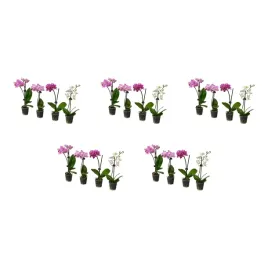 5-szt-phalaenopsis-roslina-doniczkowa-orchidea-rozne-kolory-6-cm