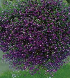 nasiona-kolekcjonerskie-297-lobelia-zwisla-niebieski
