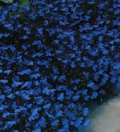 nasiona-kolekcjonerskie-298-lobeliastroiczka-blue-carpet-niebieskii