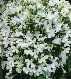 nasiona-kolekcjonerskie-299-lobeliastroiczka-white-lady-bialy