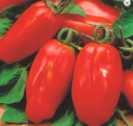 nasiona-kolekcjonerskie-303-pomidor-szklarniowy-marzano-2