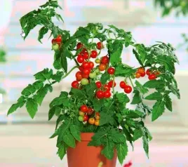 nasiona-kolekcjonerskie-304-mini-ogrod-pomidor-typu-cherry-czerwony