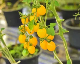 nasiona-kolekcjonerskie-305-mini-ogrod-pomidor-typu-cherry-zolty