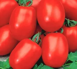 nasiona-kolekcjonerskie-308-pomidor-awizo-odporny-na-zaraze-ziemniaka