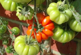 nasiona-kolekcjonerskie-314-pomidor-costoluto-fiorentino