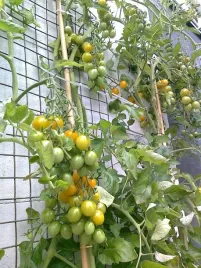 nasiona-kolekcjonerskie-315-pomidor-cytrynek-groniasty-drobny-zolty