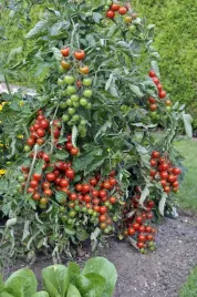 nasiona-kolekcjonerskie-318-pomidor-garden-perle-intensywnie-czerwony