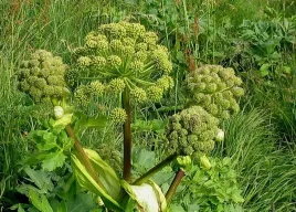 nasiona-kolekcjonerskie-328-arcydziegiel-litwor-angelica