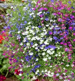 nasiona-kolekcjonerskie-340-lobelia-zwisla-mieszanka
