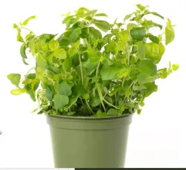 nasiona-kolekcjonerskie-343-oregano-ziola