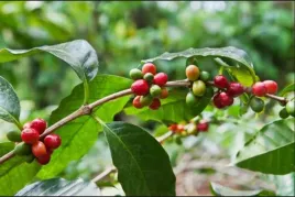 nasiona-kolekcjonerskie-351-kawa-arabska-coffea-arabica