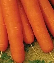 nasiona-kolekcjonerskie-200-marchew-lenka