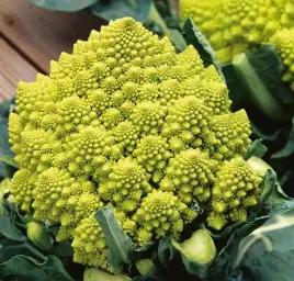 nasiona-kolekcjonerskie-208-kalafior-romanesco-natalino