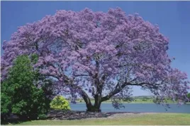 nasiona-kolekcjonerskie-210-jakaranda-mimozolistna