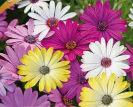 nasiona-kolekcjonerskie-212-osteospermum-mieszanka