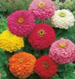 nasiona-kolekcjonerskie-216-cynia-daliowa-mieszanka-kolorow