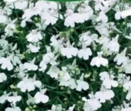 nasiona-kolekcjonerskie-227-lobelia-przyladkowa-biala