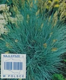 nasiona-kolekcjonerskie-229-kostrzewa-niebieska-trawa-przez-caly-rok