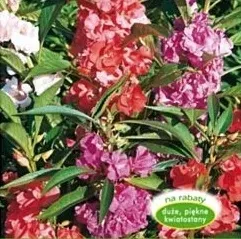 nasiona-kolekcjonerskie-243-niecierpek-balsamina-mix