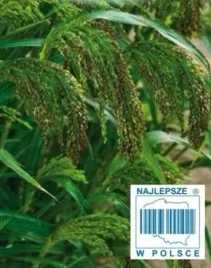 nasiona-kolekcjonerskie-250-proso-fioletowe