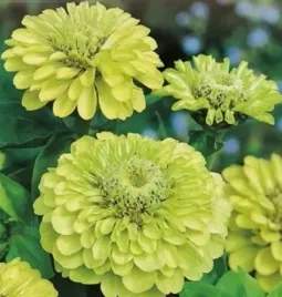 nasiona-kolekcjonerskie-255-cynia-daliowa-zielona-envy